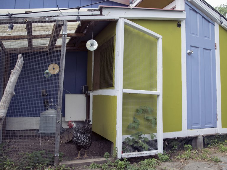 Ali Kenney's chicken coop