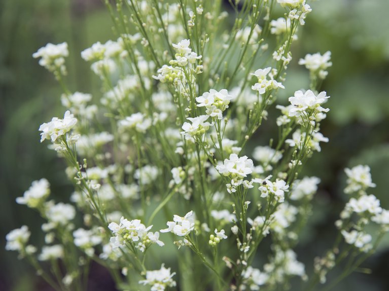 Flowers from Ali Kenney's garden