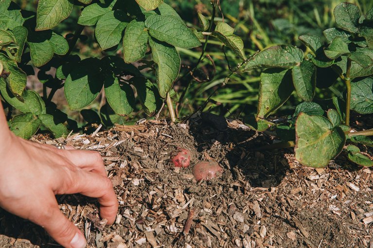 A Burton Employee Living off the Grid in Vermont | Potatoes in Taylor’s garden.