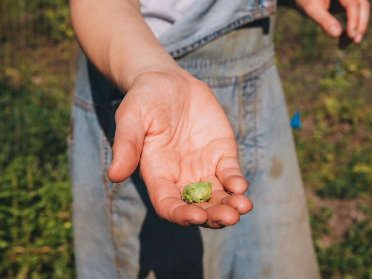 Taylor Mayo holding a hop in her hand