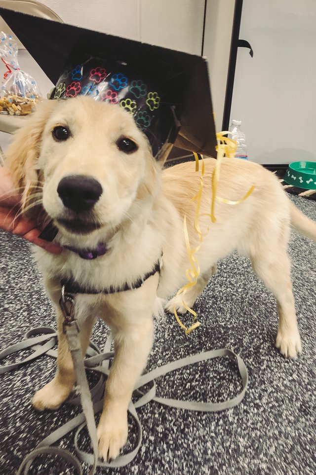 BG_Kelly_Recovery_Puppy_graduation