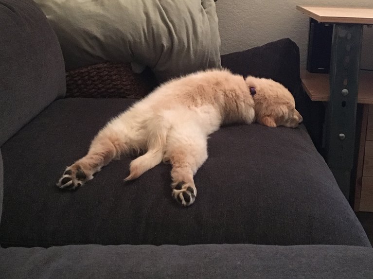 BG_Kelly_Recovery_Puppy_sleep_horizontal