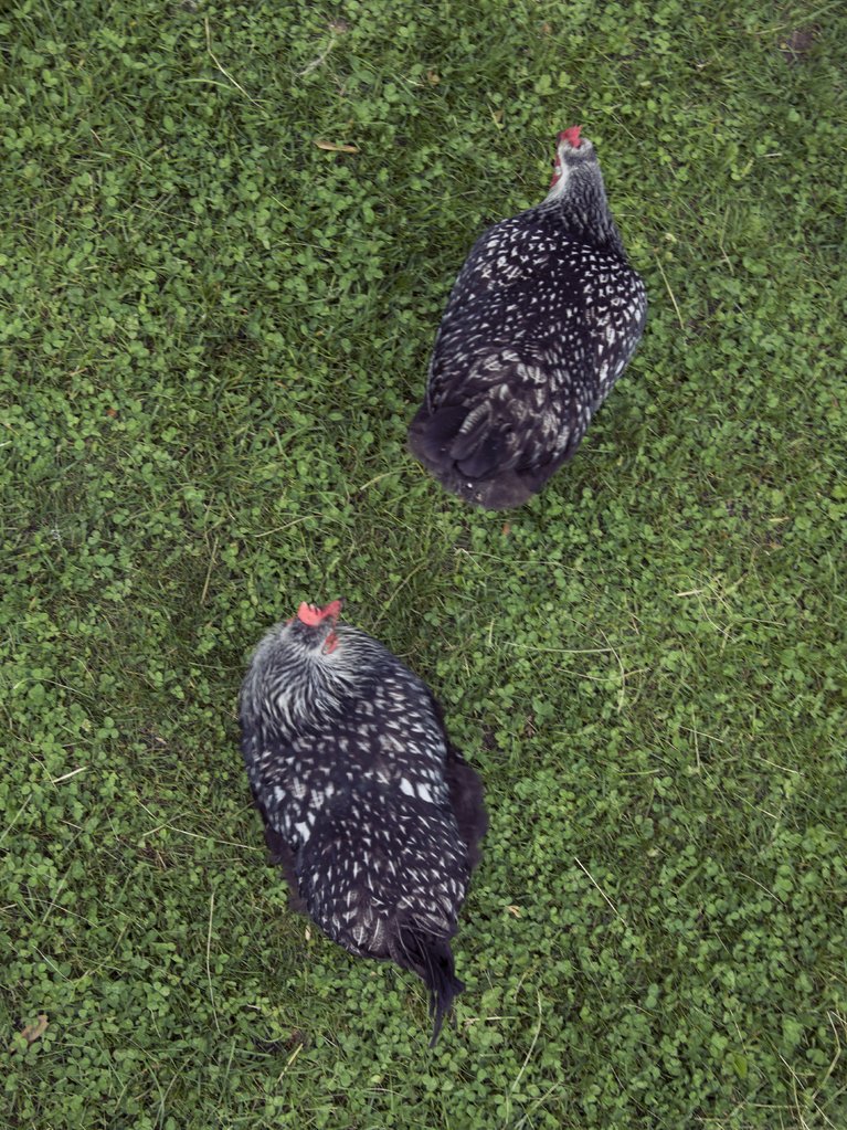 Two chickens