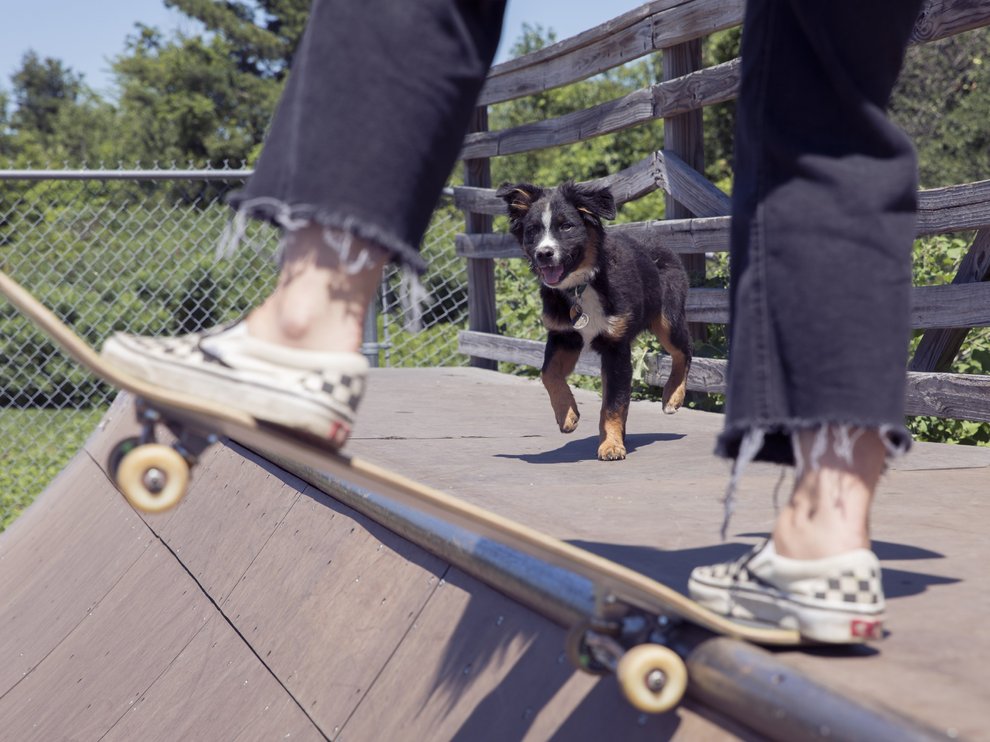 Burton dog at the Burton skate ramp