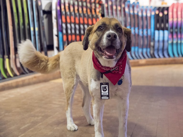 Burton dog in the Flagship Store