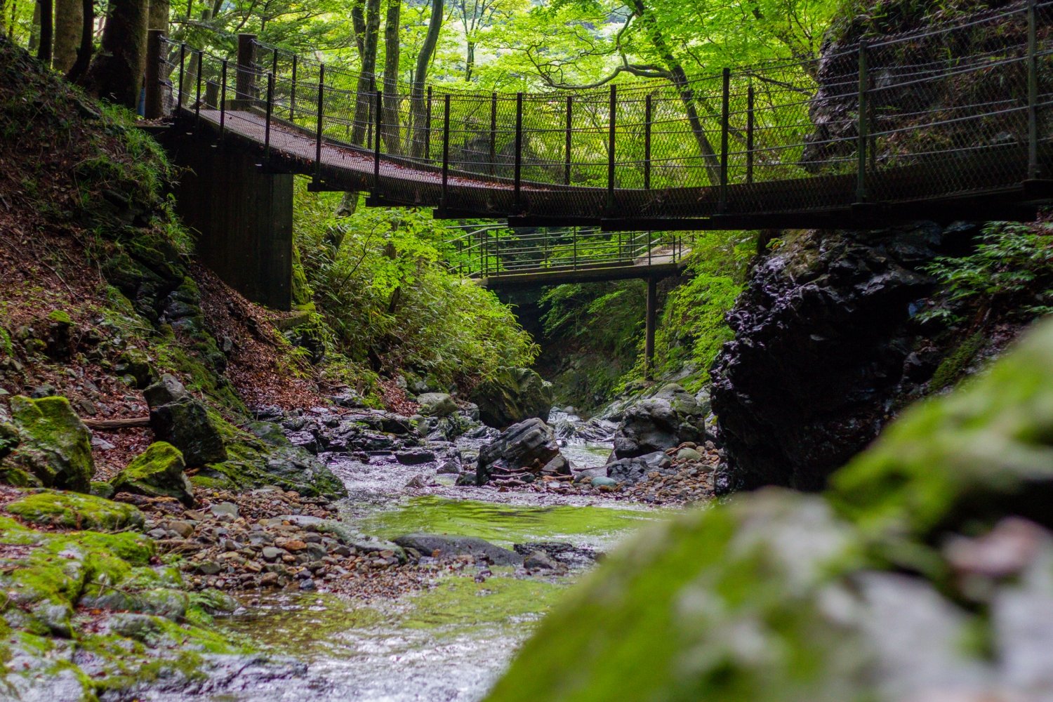 nasu_photo_reira_iwabuchi