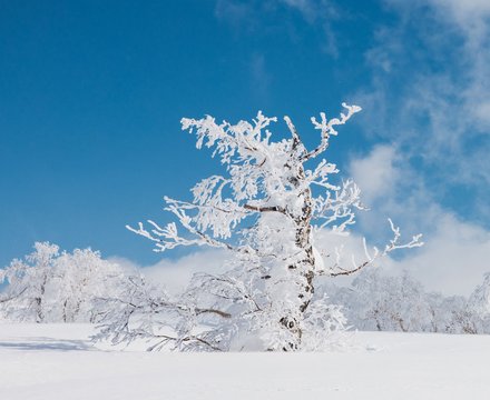 Enviro_C26JPNShoot_KioroJPN_JesseDawson_4239_copy_3